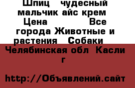 Шпиц - чудесный мальчик айс-крем › Цена ­ 20 000 - Все города Животные и растения » Собаки   . Челябинская обл.,Касли г.
